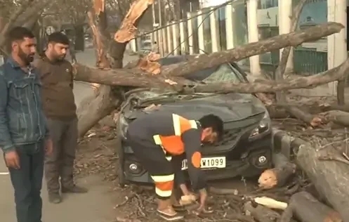 Several trees uprooted across Srinagar due to strong winds, cleanup operations underway