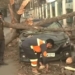Several trees uprooted across Srinagar due to strong winds, cleanup operations underway