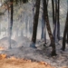 Massive forest fire expands in Japan, putting more homes at risk