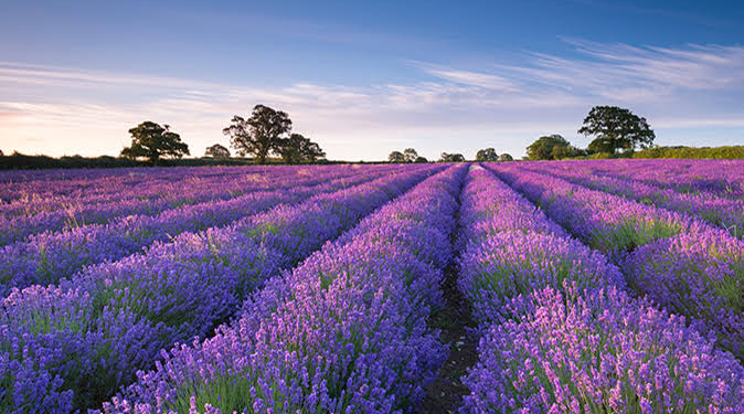 First lavender plantation drive begins at heritage Badamwari garden