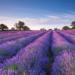 First lavender plantation drive begins at heritage Badamwari garden
