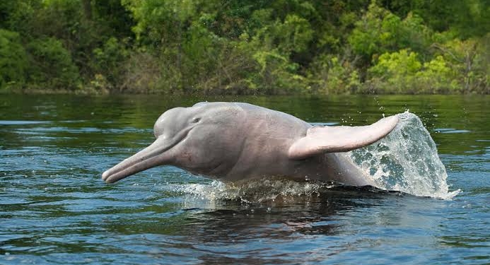 6,327 riverine Dolphins estimated in India’s first-ever survey