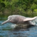 6,327 riverine Dolphins estimated in India’s first-ever survey
