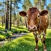 The cow with a Nickname