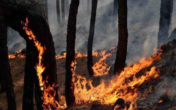 Govt to set up Joint Control Rooms in vulnerable zones for better forest fire management in J&K