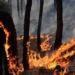 Govt to set up Joint Control Rooms in vulnerable zones for better forest fire management in J&K