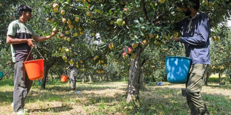 J&K: Ultra-high-density apple farming improves livelihood and employment opportunities in Rajouri