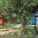 J&K: Ultra-high-density apple farming improves livelihood and employment opportunities in Rajouri