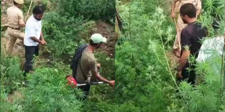 Youth-Led Bhang Destruction Drive Launched in Chainabal Mirgund with Police Support