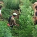 Youth-Led Bhang Destruction Drive Launched in Chainabal Mirgund with Police Support