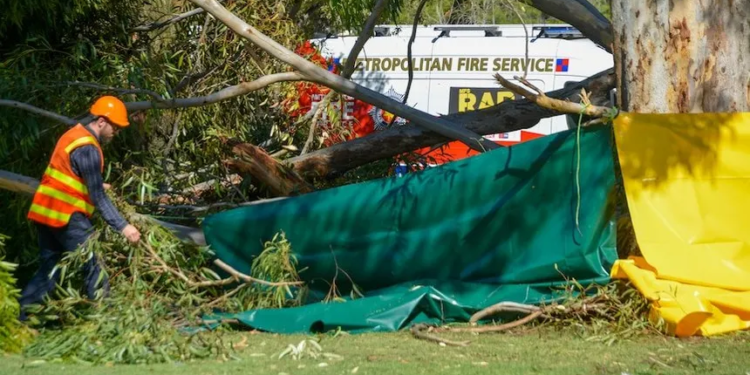 Deodar tree falls on shed in Anantnag, 1 dead, 2 injured
