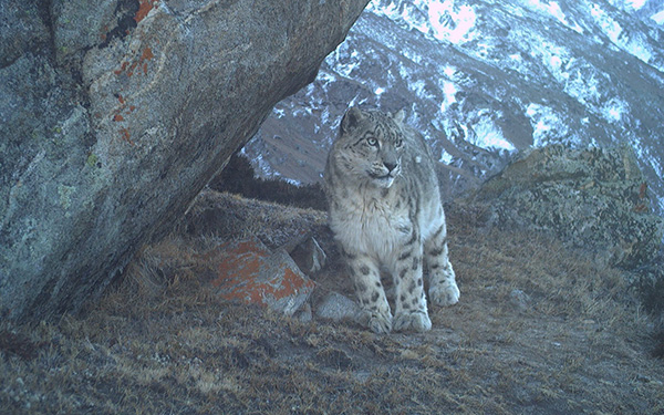 Snow Leopard: ‘Ghost of Himalayas’ are found year-round in J-K; Report offers new hope for high-altitude biodiversity