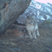 Snow Leopard: ‘Ghost of Himalayas’ are found year-round in J-K; Report offers new hope for high-altitude biodiversity