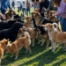 Controlling stray dogs: Human life first