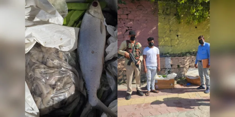 Flying squad seize 100 kg of rotten fish at Srinagar airport