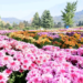 Floriculture Dept J&K invites Content Creators and Photographers to capture the beauty of Chrysanthemum Garden opening