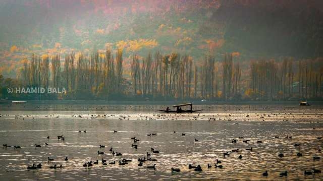 Kashmir wetlands come alive with over a million migratory birds