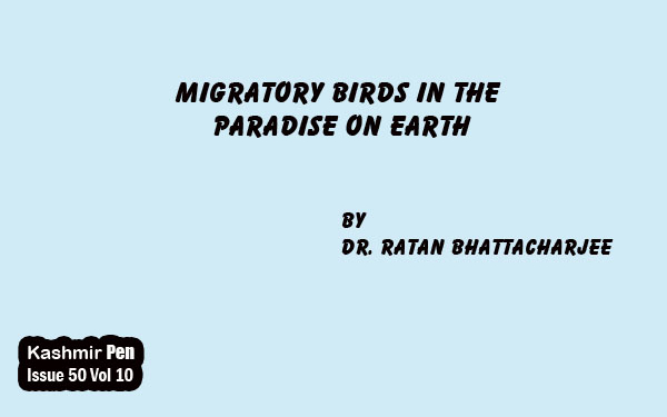 Migratory Birds in the Paradise On Earth