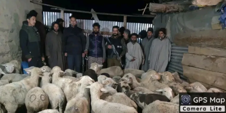 Police crack major Livestock Theft case in Pulwama; 47 stolen Sheep recovered