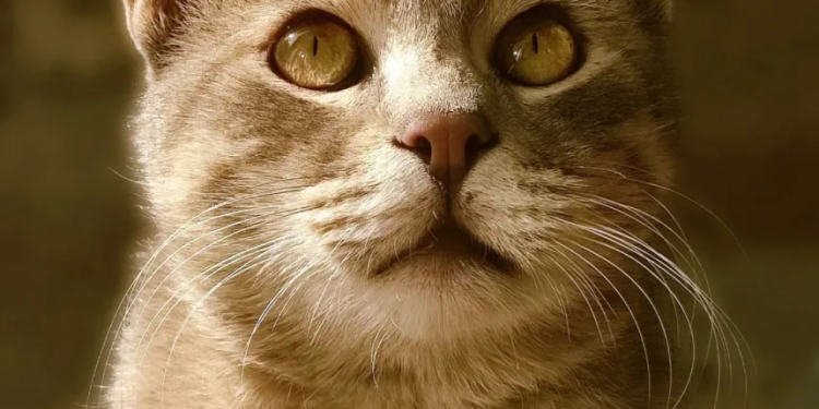 Over 6,500 cat bite cases reported at ARC SMHS this year