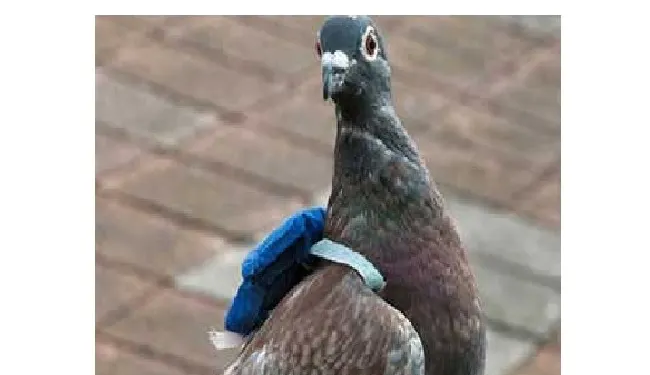 Suspicious Coded Ring on Pigeon Triggers Police Probe in Akhnoor