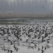 Migratory birds thrive in Kashmir as government strengthens ecological tourism and wetland protection