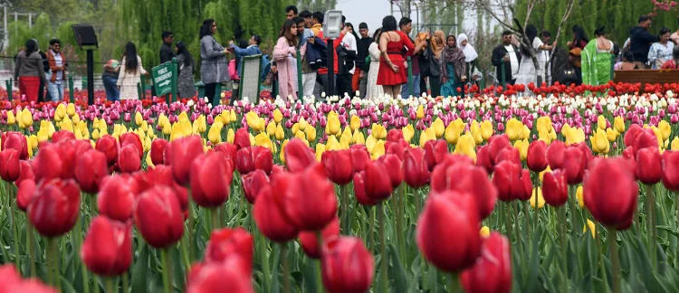 Asia’s largest Tulip Garden in Srinagar to open for visitors on March 16 