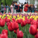 Asia’s largest Tulip Garden in Srinagar to open for visitors on March 16