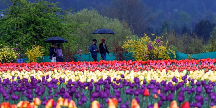 Indira Gandhi Memorial Tulip Garden Srinagar | Asia’s Largest Tulip Garden