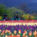 Indira Gandhi Memorial Tulip Garden Srinagar | Asia’s Largest Tulip Garden