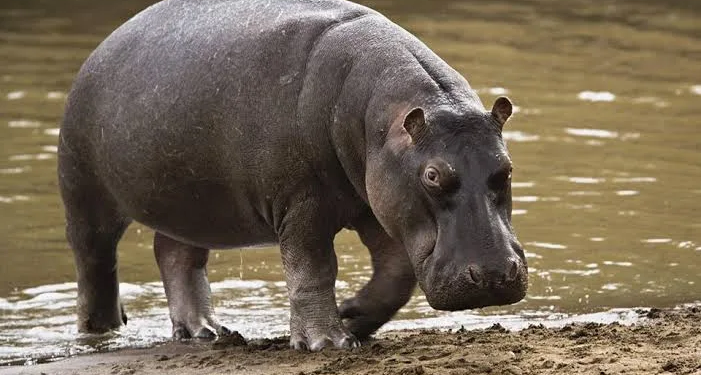 Jambu Zoo welcomes pair of Hippos