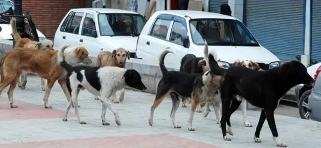 Over 1.52 lakh stray dogs in J&K’s urban areas, 43,200 sterilised: Govt