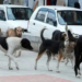 Over 1.52 lakh stray dogs in J&K’s urban areas, 43,200 sterilised: Govt