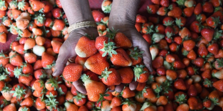 Kashmir’s fruit farmers race against time