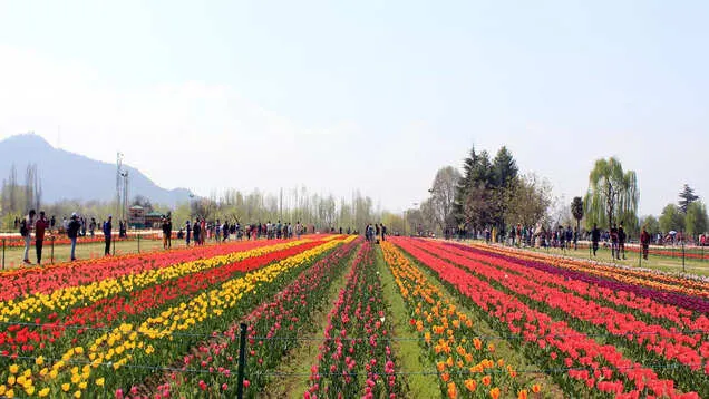 Tulip Garden in Srinagar to close from April 16 evening