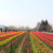 Tulip Garden in Srinagar to close from April 16 evening