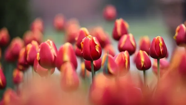 Tulip Garden closes as season ends