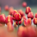 Tulip Garden closes as season ends