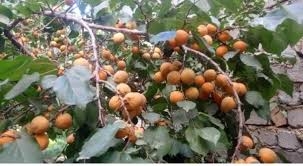 Ladakh: First Karkitchoo Apple Consignment Exported to Dubai