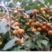 Ladakh: First Karkitchoo Apple Consignment Exported to Dubai