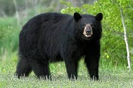 Woman mauled by bear in Ganderbal, shifted to SKIMS Soura
