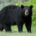 Woman mauled by bear in Ganderbal, shifted to SKIMS Soura
