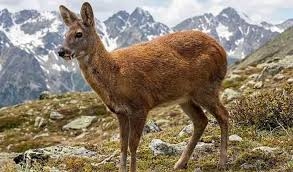 Arrest warrant issued in Gurez Musk Deer poaching case, hunt on for others