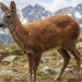 Arrest warrant issued in Gurez Musk Deer poaching case, hunt on for others