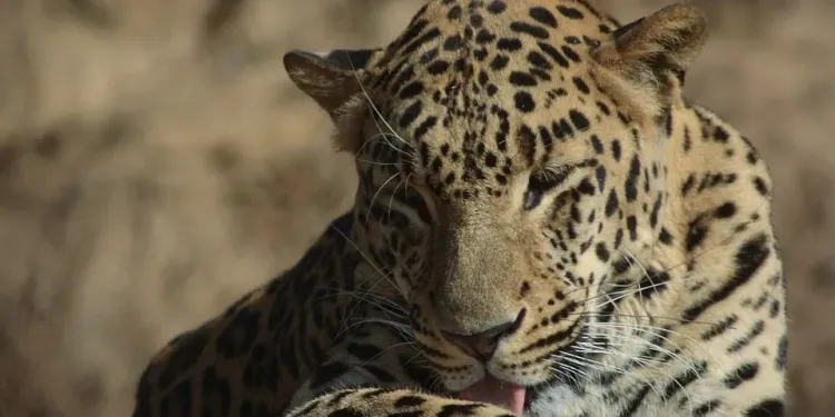 Leopard Trapped Inside Abandoned Building in Uri; Rescue Operation Underway