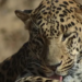Leopard Trapped Inside Abandoned Building in Uri; Rescue Operation Underway