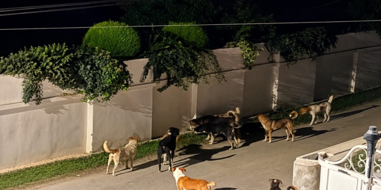 Residents raise alarm over stray dog menace in Srinagar’s Gulberg Colony