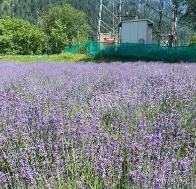 Govt establishes 2 lavender nurseries in Uri to enhance farmer’s income