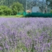 Govt establishes 2 lavender nurseries in Uri to enhance farmer’s income