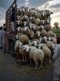 Day 09: Mutton Supply Crisis Deepens in Kashmir; Dealers Label Punjab Tax as ‘Gunda Tax’, Urge Families to Postpone Weddings
